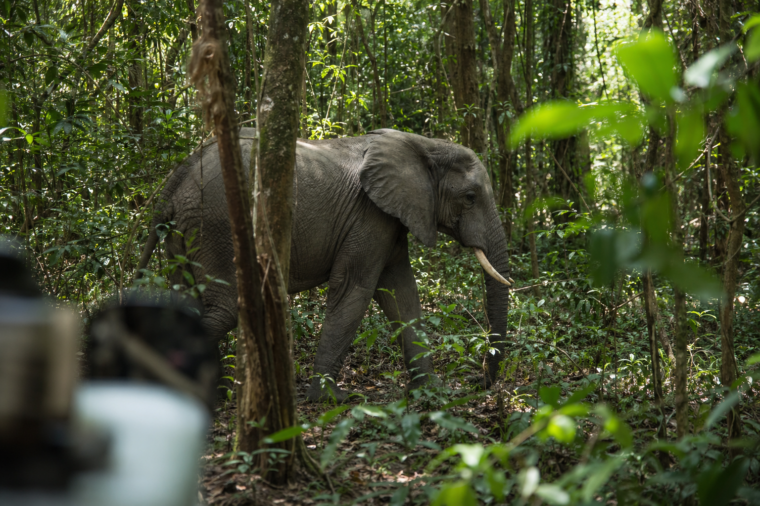 African Forest Elephant
