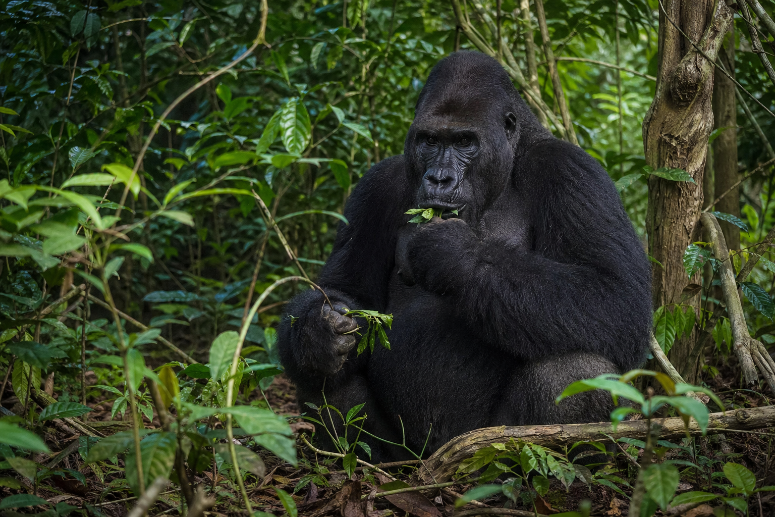 Western Lowland Gorilla